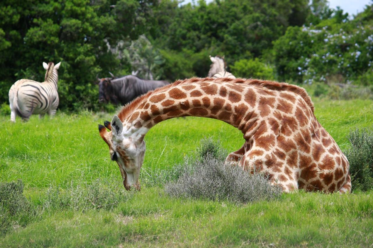 Pumba Private Game Reserve Граъмстаун Екстериор снимка