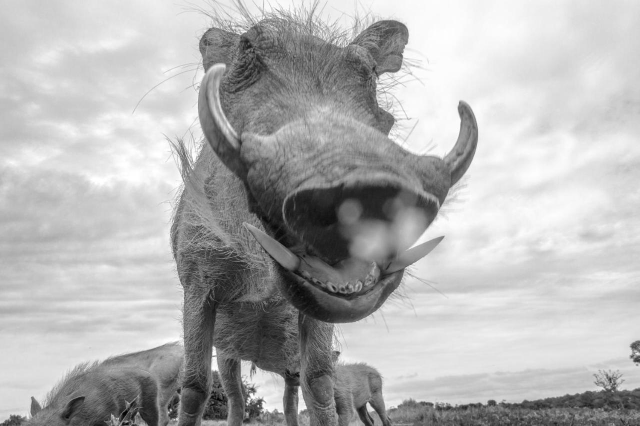 Pumba Private Game Reserve Граъмстаун Екстериор снимка