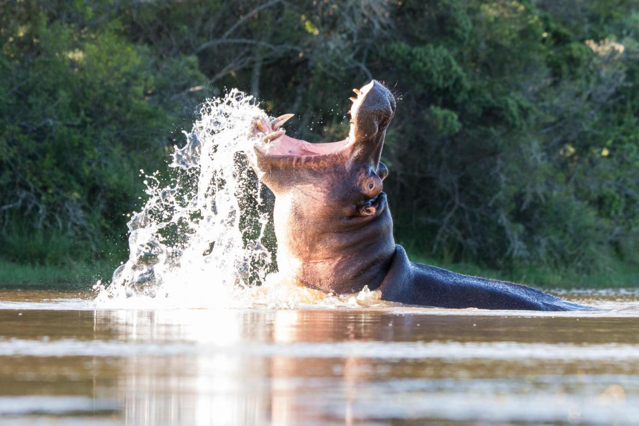 Pumba Private Game Reserve Граъмстаун Екстериор снимка