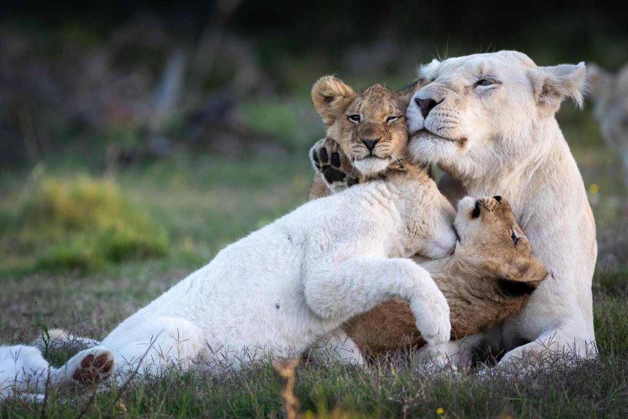 Pumba Private Game Reserve Граъмстаун Екстериор снимка