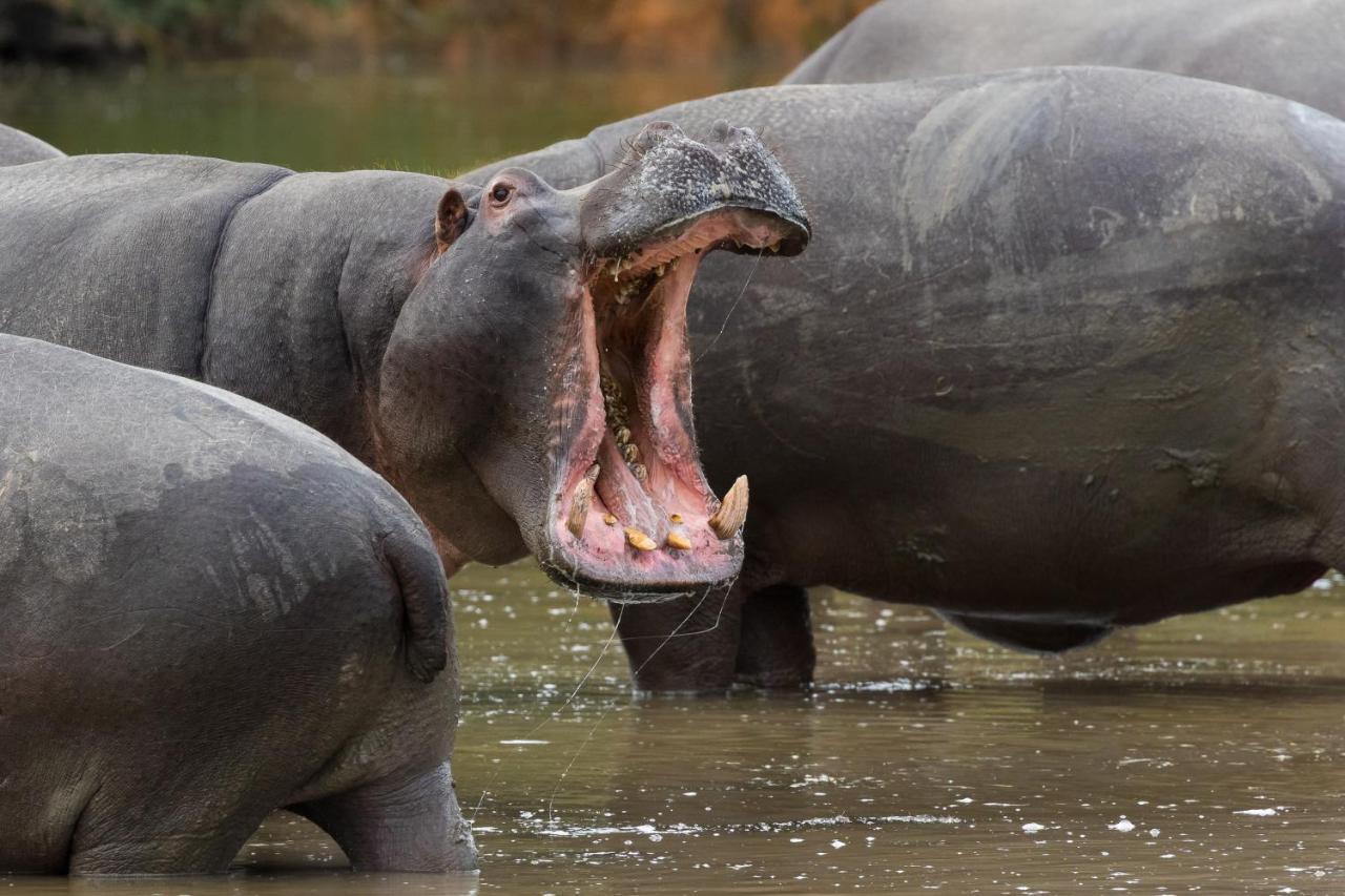 Pumba Private Game Reserve Граъмстаун Екстериор снимка