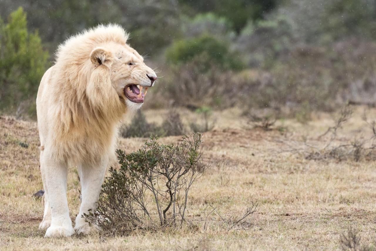 Pumba Private Game Reserve Граъмстаун Екстериор снимка