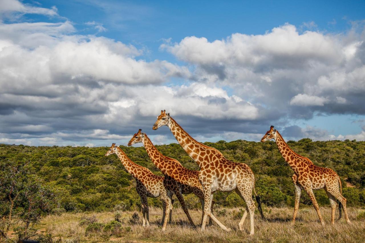 Pumba Private Game Reserve Граъмстаун Екстериор снимка