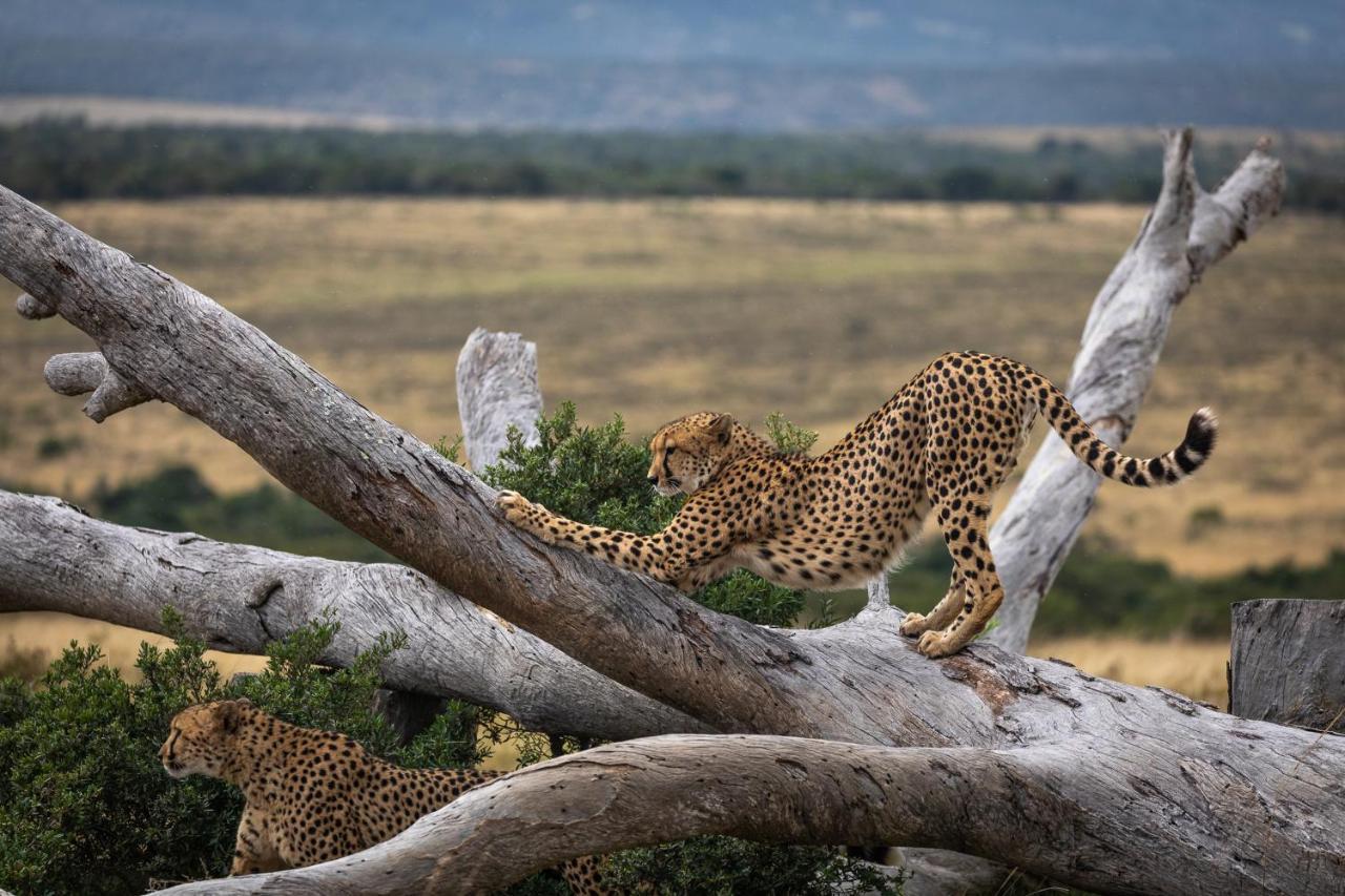Pumba Private Game Reserve Граъмстаун Екстериор снимка