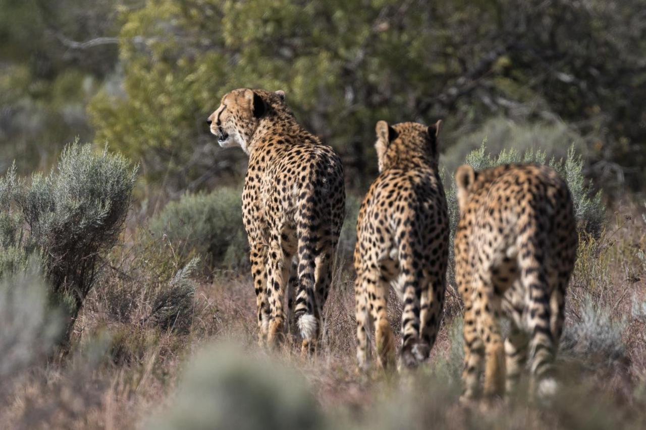 Pumba Private Game Reserve Граъмстаун Екстериор снимка