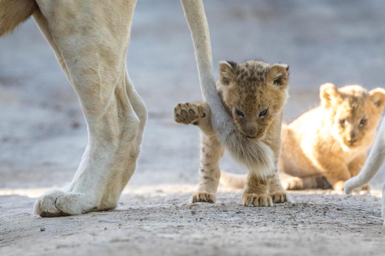 Pumba Private Game Reserve Граъмстаун Екстериор снимка